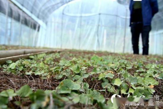 核桃之鄉(xiāng)覓良方 中草藥科技與產(chǎn)業(yè)升級(jí)的技術(shù)咨詢路徑