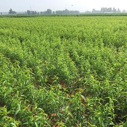 乾納瑞農(nóng)業(yè)科技 桃樹苗與中草藥科技融合的專業(yè)咨詢平臺(tái)