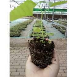 雜交構(gòu)樹種植技術(shù)在中草藥科技領(lǐng)域的應(yīng)用與咨詢