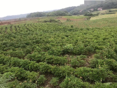 創(chuàng)新模式 以獎(jiǎng)代補(bǔ) 中藥材種植成為東寶區(qū)脫貧增收新引擎