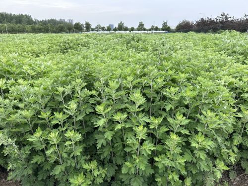 強(qiáng)化科技支撐，從源頭提升中藥材質(zhì)量——河南省農(nóng)科院中藥材研究所技術(shù)咨詢服務(wù)探索