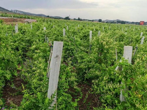 新年豪言振遠(yuǎn)安 金銀花開富萬家，中草藥科技引領(lǐng)新征途