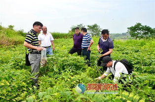 科技賦能產(chǎn)業(yè)，專家調(diào)研助力邵東中藥材基地發(fā)展