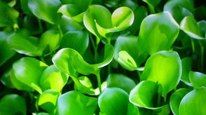 融合傳統與現代 中草藥科技領域技術咨詢的數字化創新之路